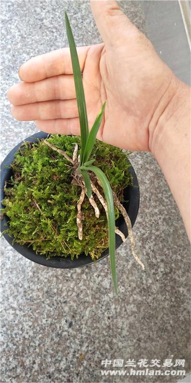 新下山蕙兰水晶斑