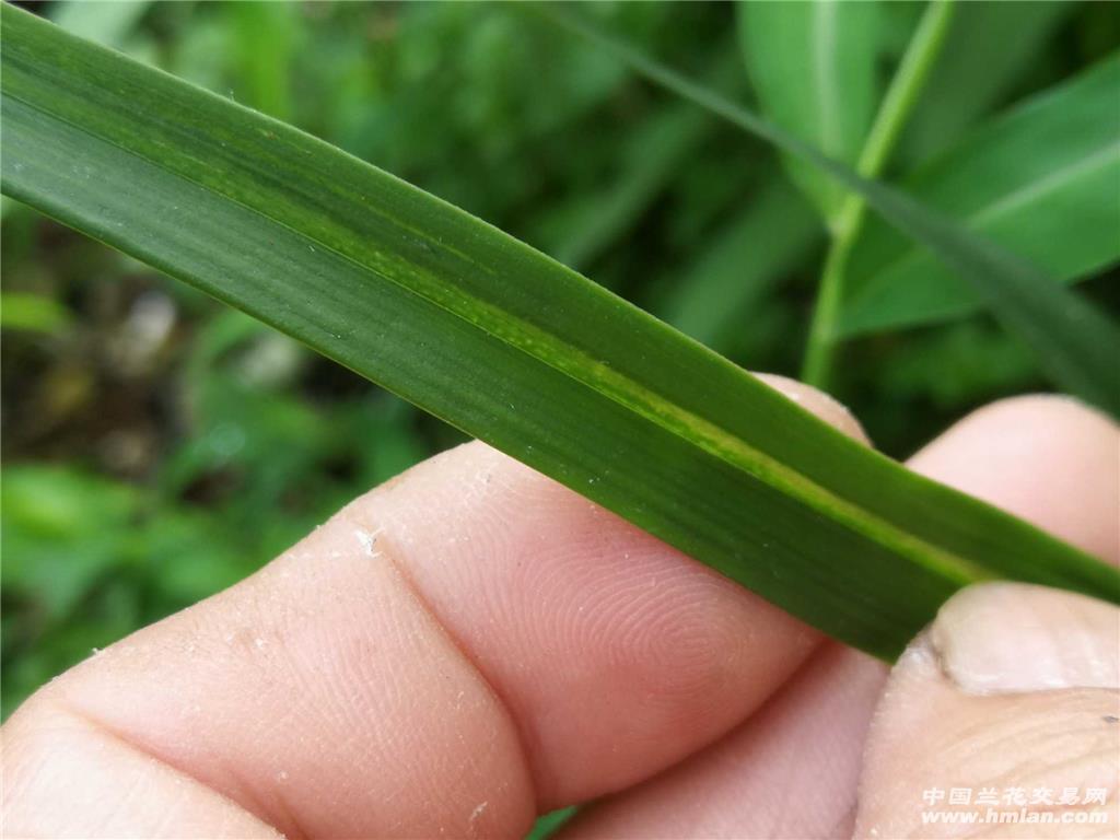 叶片带水晶砂的春剑赌草(19号)