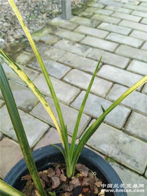 蕙兰斑草