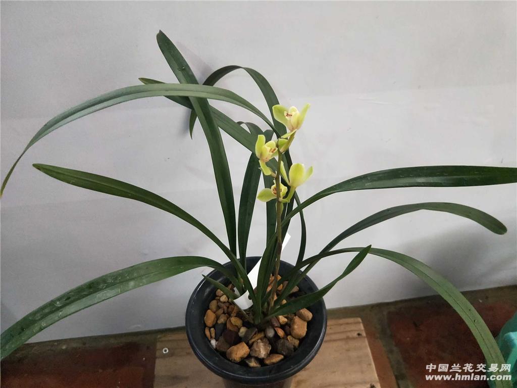 建兰中华水仙带花苞