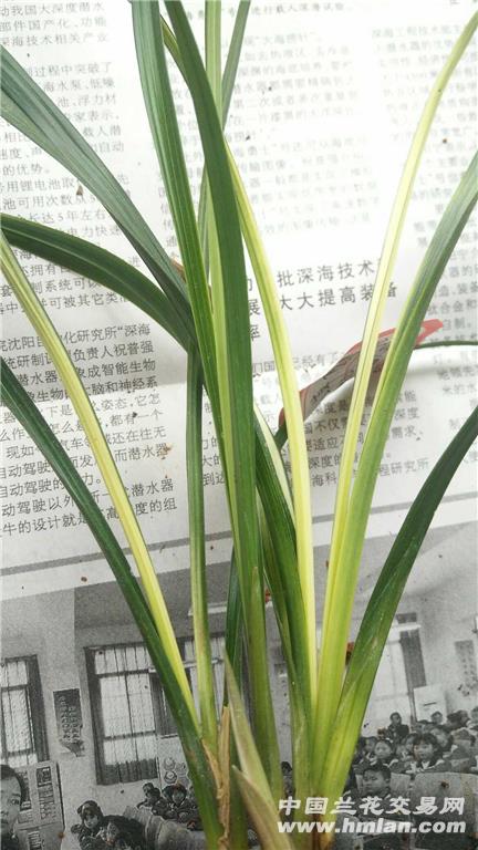 春剑艺草1