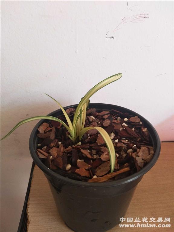 富贵阳光2苗