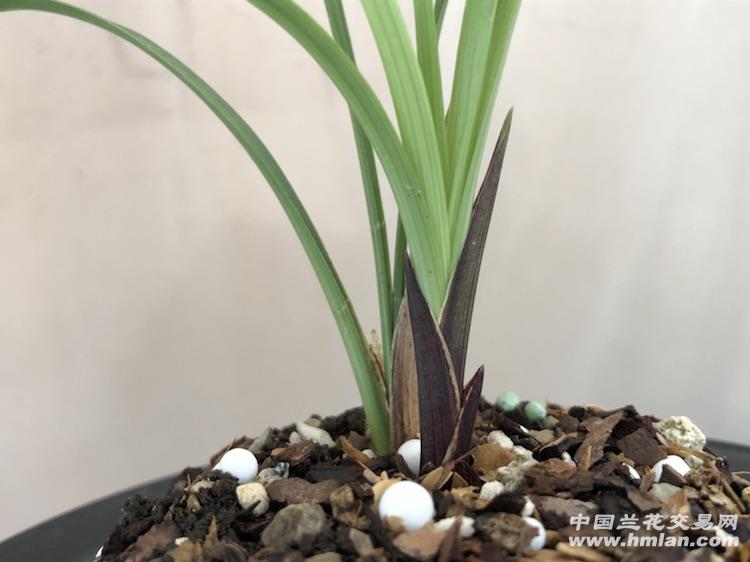 春兰经典色花【紫阳素】,喜欢的兰友可以加**咨询或站内信咨询!