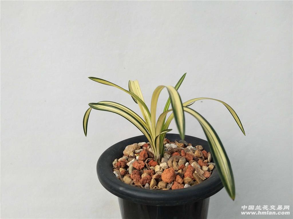 春兰黄金中透"富贵阳光"2苗1芽 - 中国兰花交易网