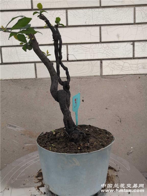 31号金弹子熟桩阴芽小品包邮 - 中国兰花交易网