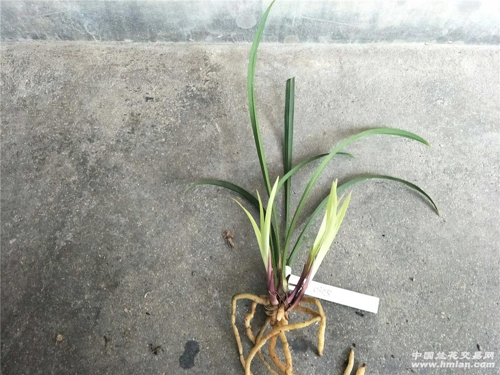 建兰新品(七彩红梅)带三芽