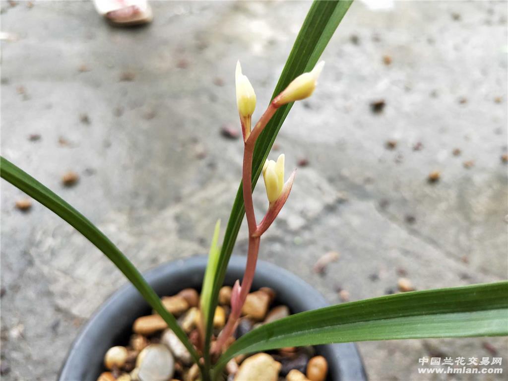 建兰 玉芙蓉带花