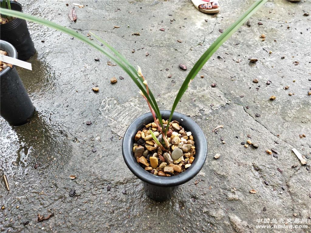 建兰 玉芙蓉带花