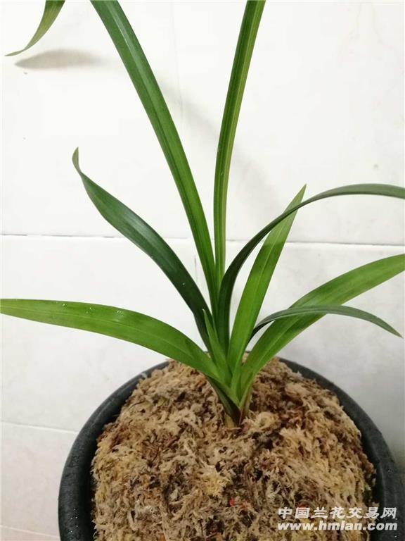 药草特壮1.5苗 - 中国兰花交易网