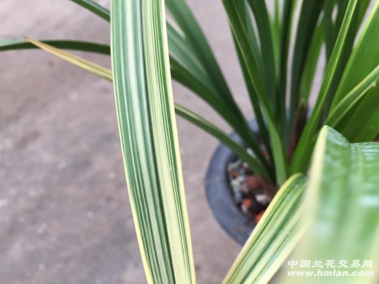 玉环妃.13苗1杆花.0起拍包邮 - 中国兰花交易网