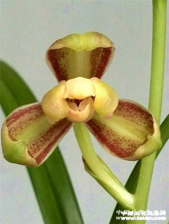 建兰十大名花【嘉州秀梅】