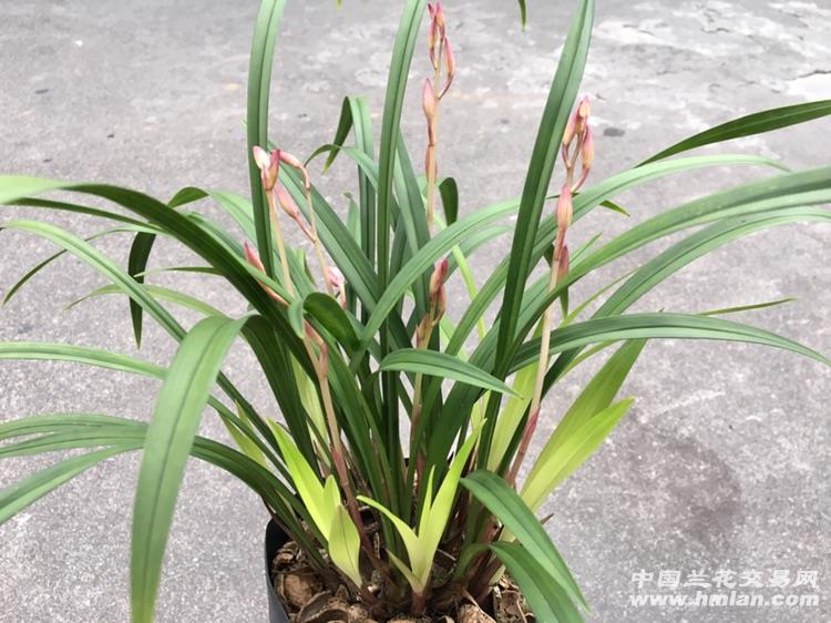 市长红爆盆13苗5花苞带芽高大尚