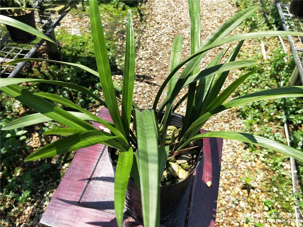 带花 建兰素心兰 大凤素8苗1花
