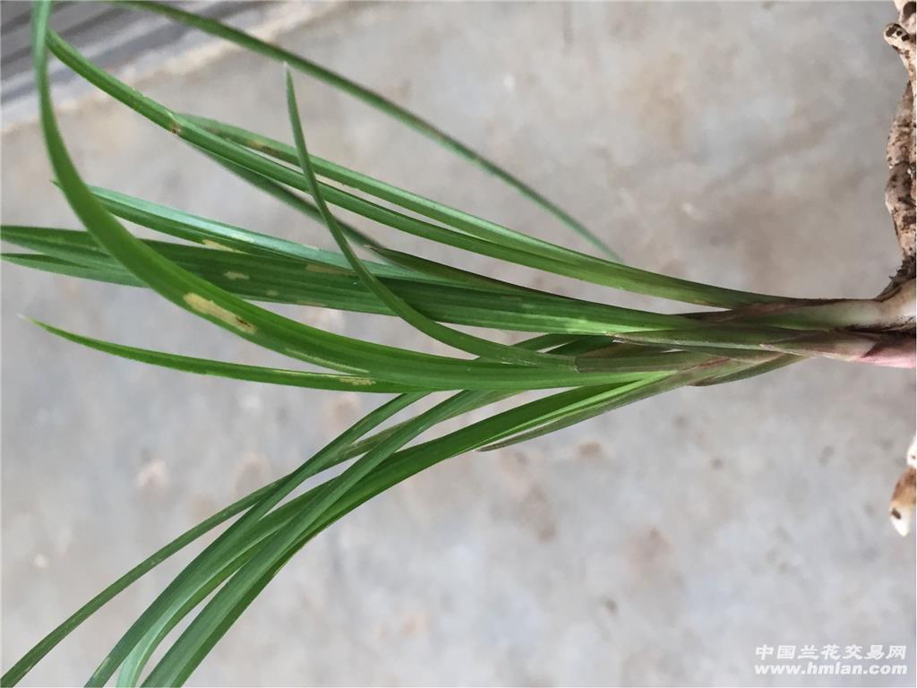 莲瓣兰叶尖有水晶