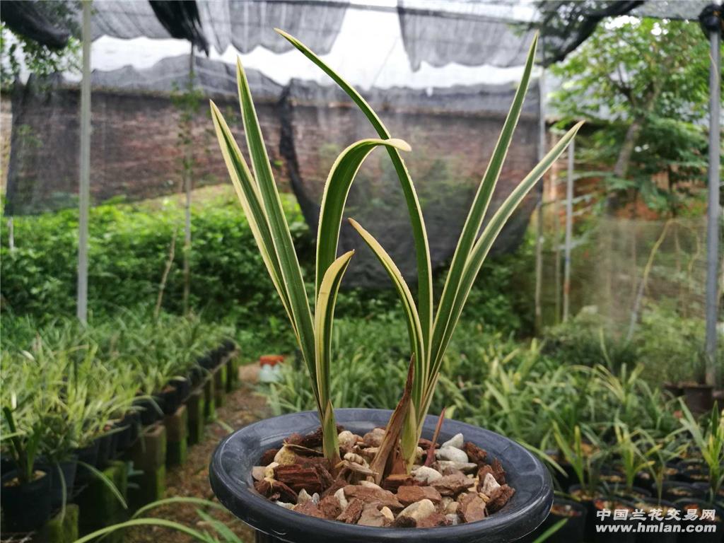 惠兰红芽