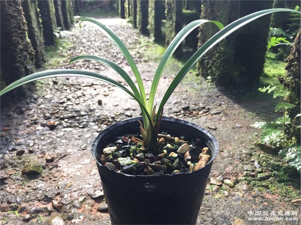 四季新秀【红猫蕊蝶】前陇子母苗的包邮 中国兰花交易网