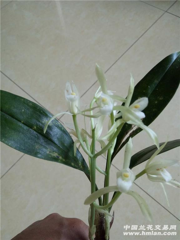 下山兔耳兰素花,已开花