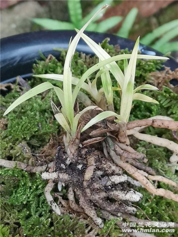 所有分类 下山新品 春兰 其它 春兰下山变形草 最长叶: 12cm, 最宽叶图片