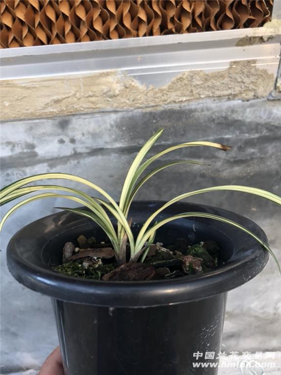 富贵阳光 2苗1芽 - 中国兰花交易网