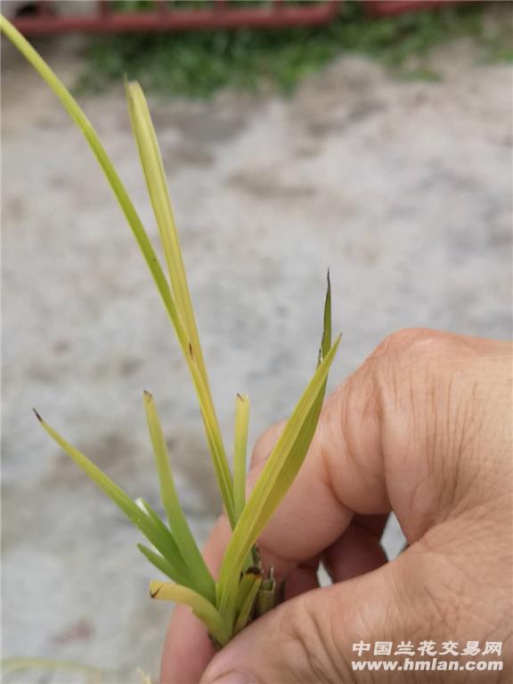 蕙兰下山连苗黄草一组两棵