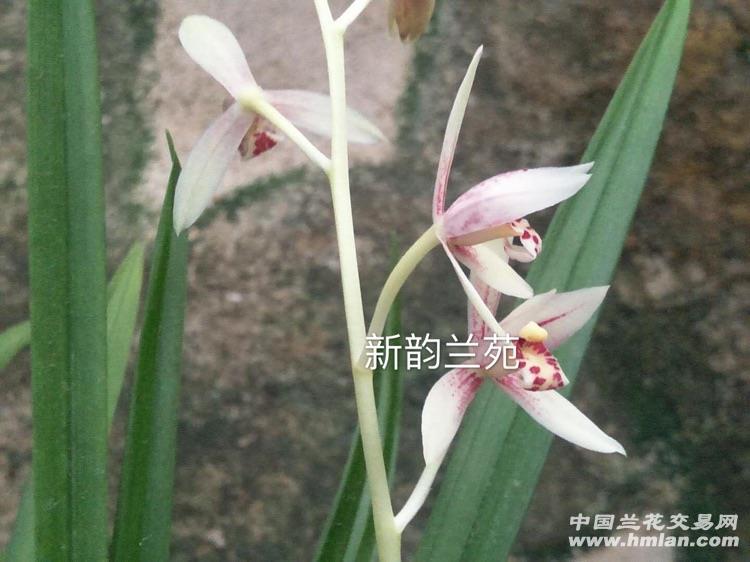 建兰彩心白娘子【6个苗带1花剑盛开中】 - 中国兰花