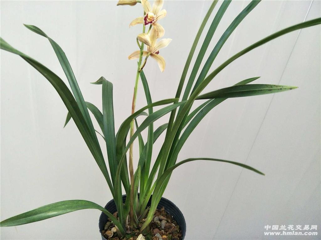 初开《快车小姐》