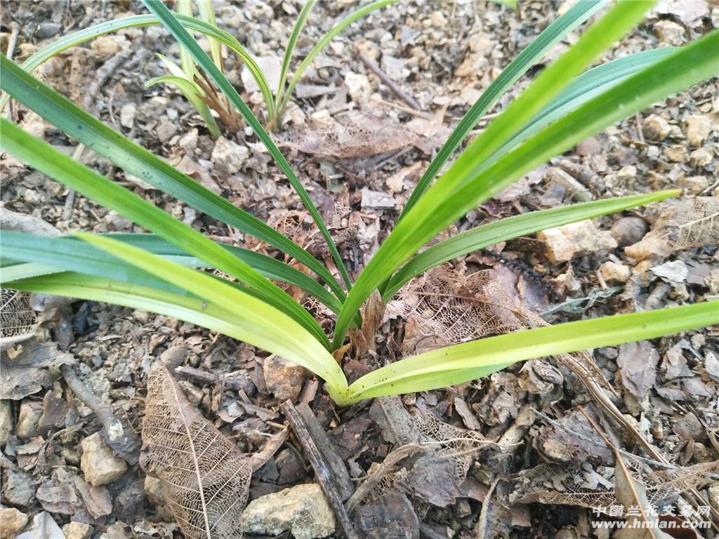 所有分类 原下山春兰黄变异草未见花(可寄养) 最长叶:20cm, 最宽叶图片