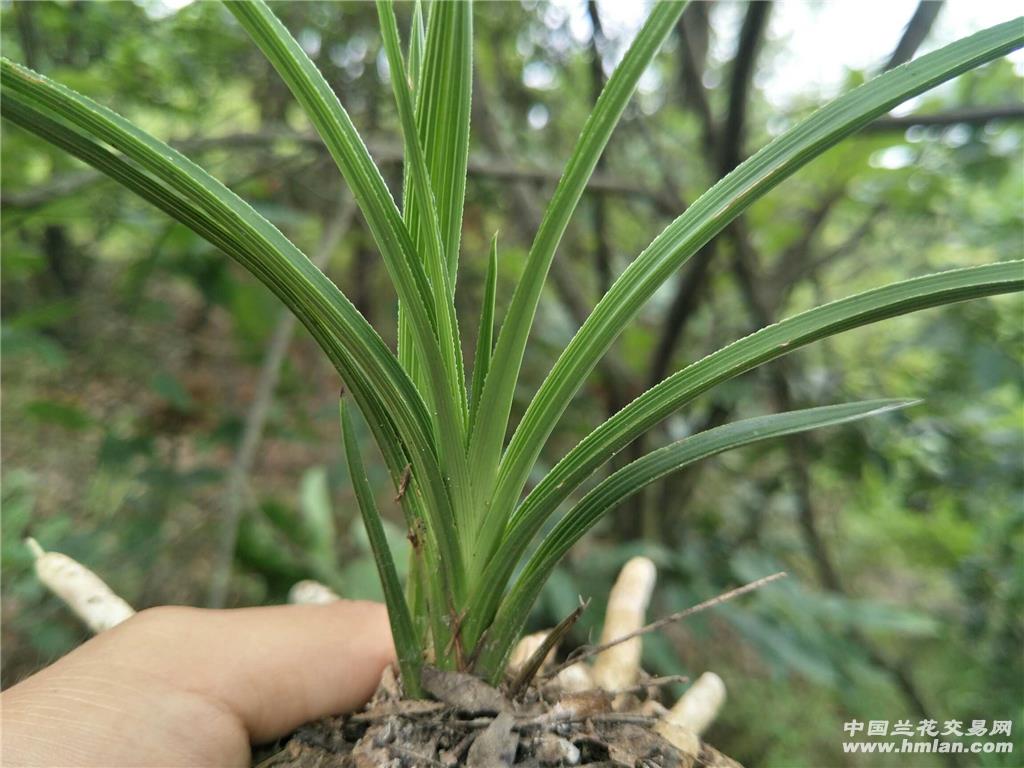 下山蕙兰龙根叶型木纹草