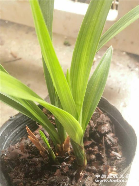 春剑漂亮的叶型草