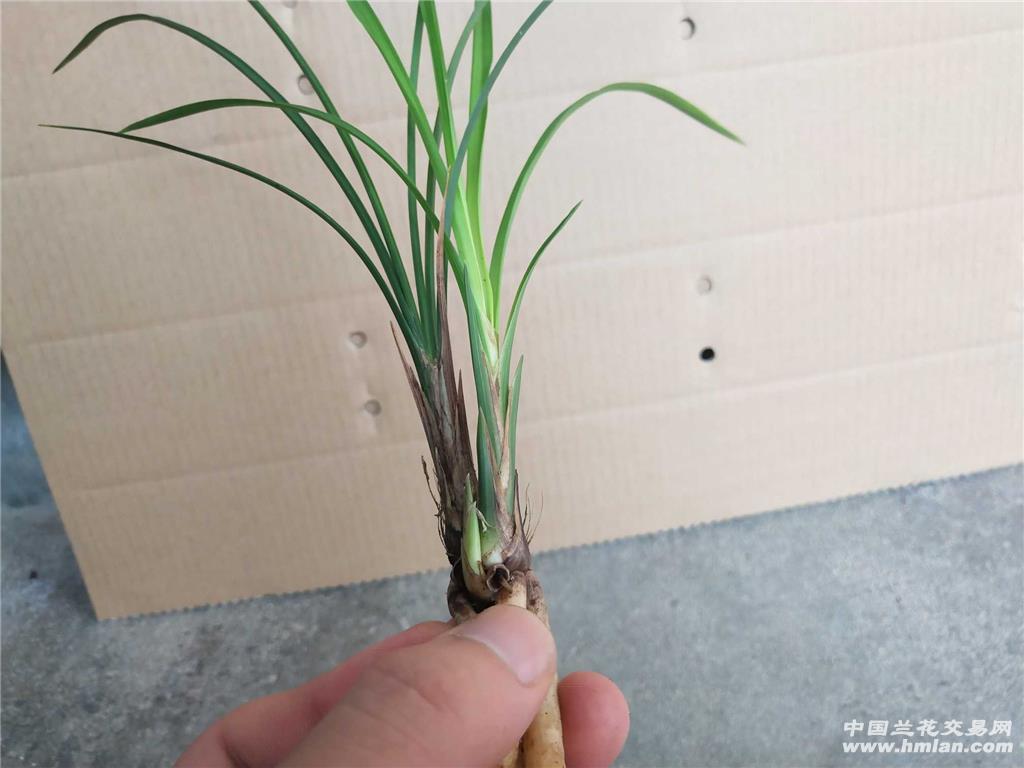 莲瓣:人面桃花 - 中国兰花交易网