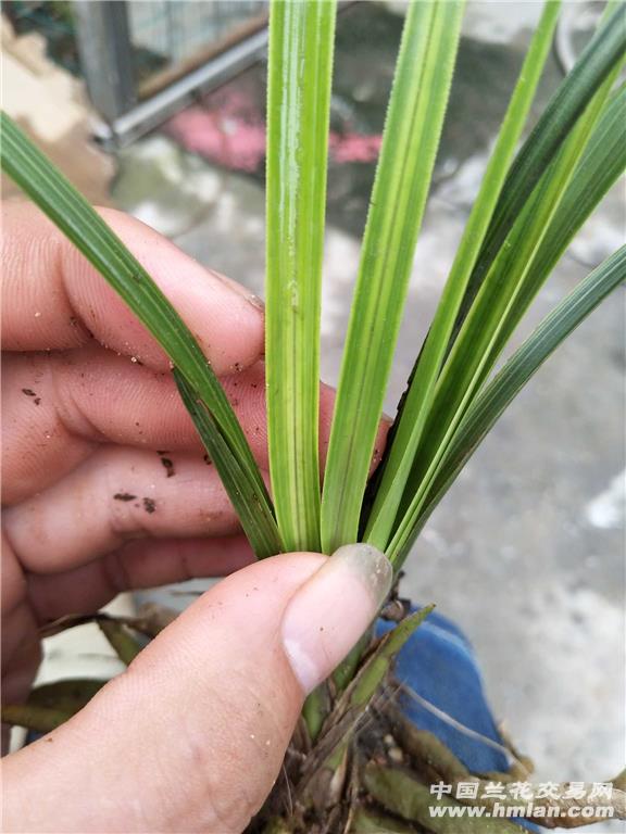 蕙兰水晶丝草