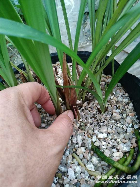 建兰带花芽