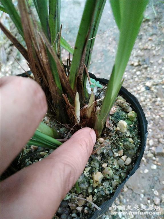 建兰带花芽