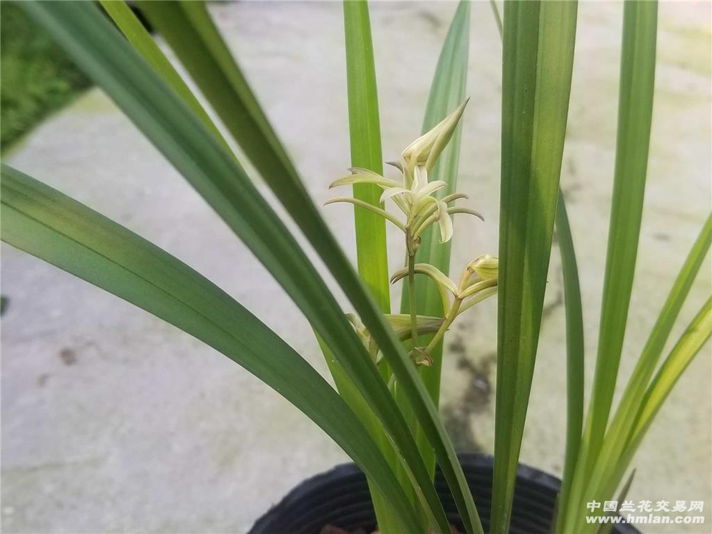 树型奇花【宝岛金龙】*奇花之王