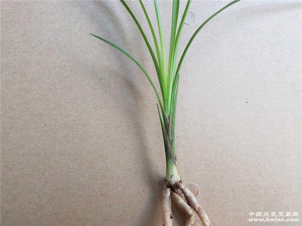 莲瓣:人面桃花 - 中国兰花交易网