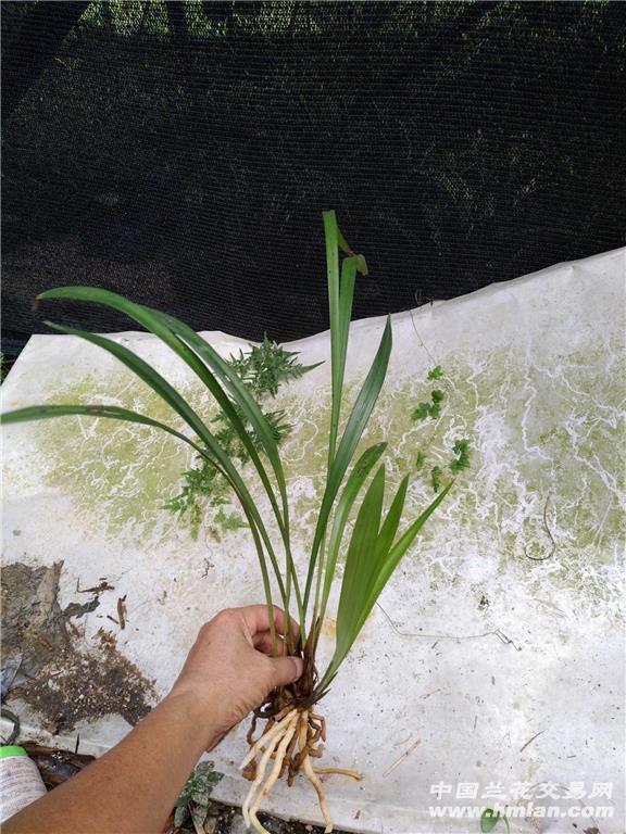 建兰带花芽