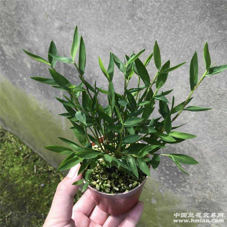 澳洲风竹