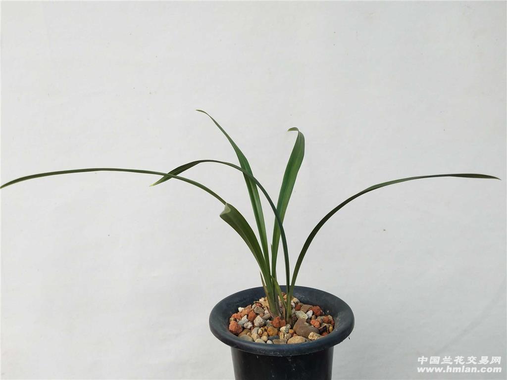 所有分类 热门草 黑美人子母苗  老品种建兰紫凝"黑美人",焦尾状况