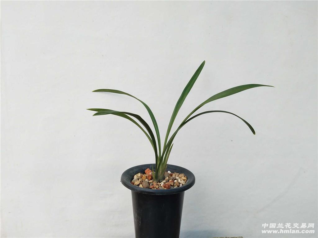 所有分类 热门草 黑美人子母苗  老品种建兰紫凝"黑美人",焦尾状况