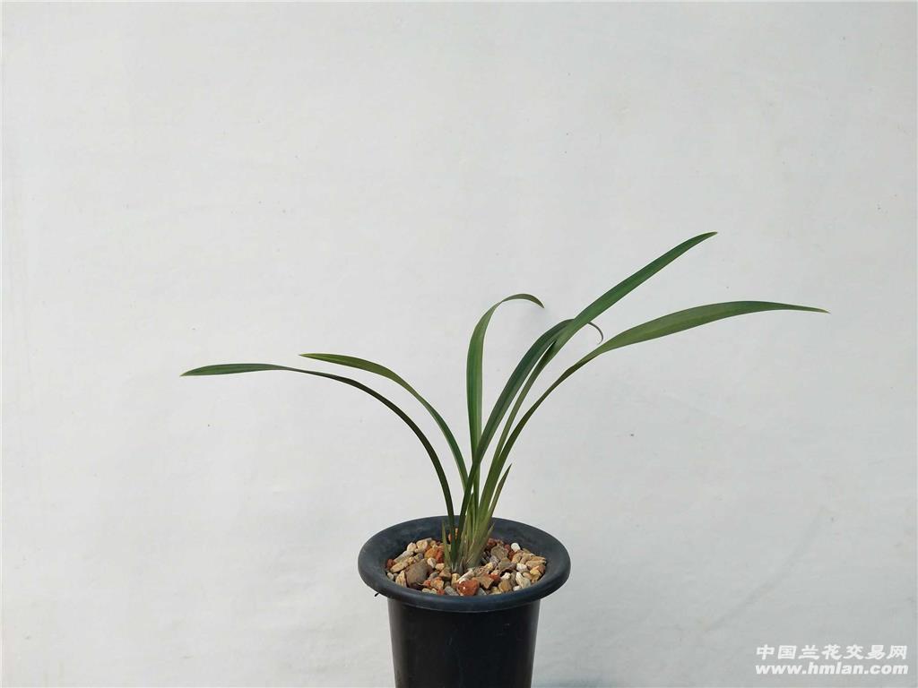 所有分类 热门草 黑美人子母苗  老品种建兰紫凝"黑美人",焦尾状况