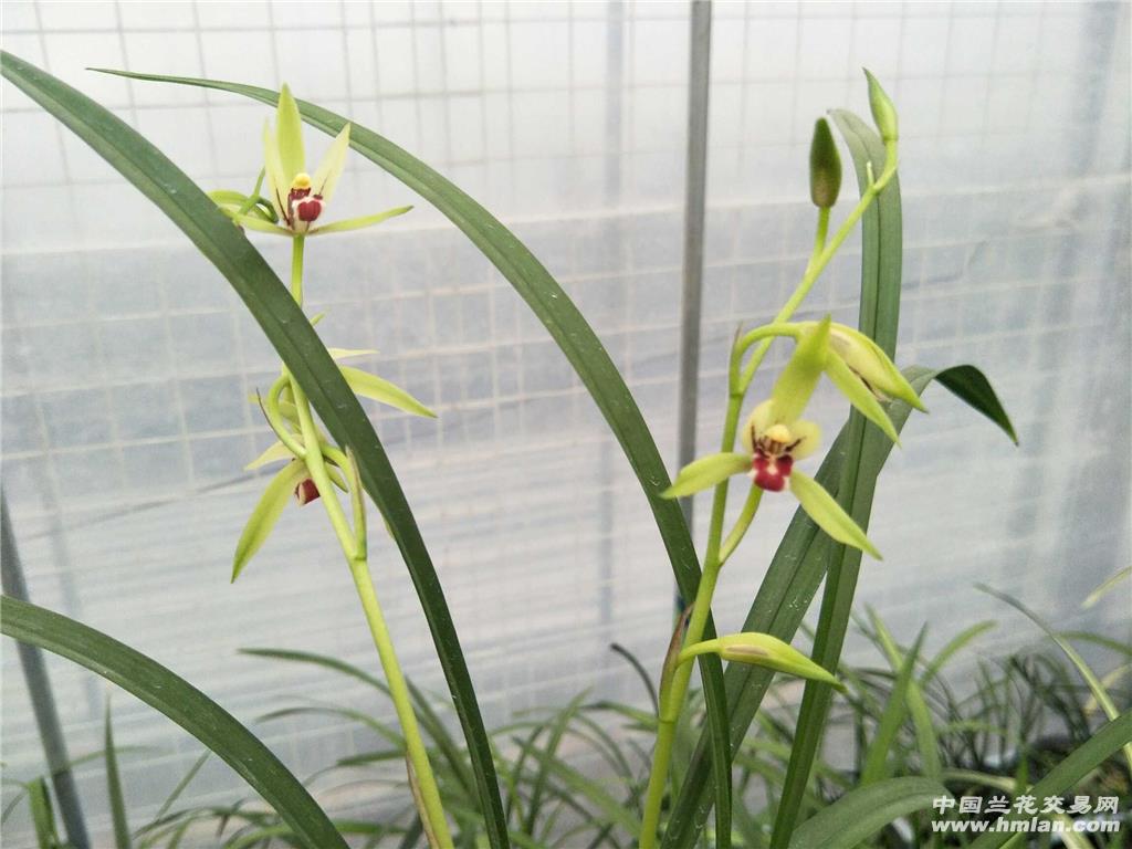 下山建兰新品《红苹果》 - 中国兰花交易网