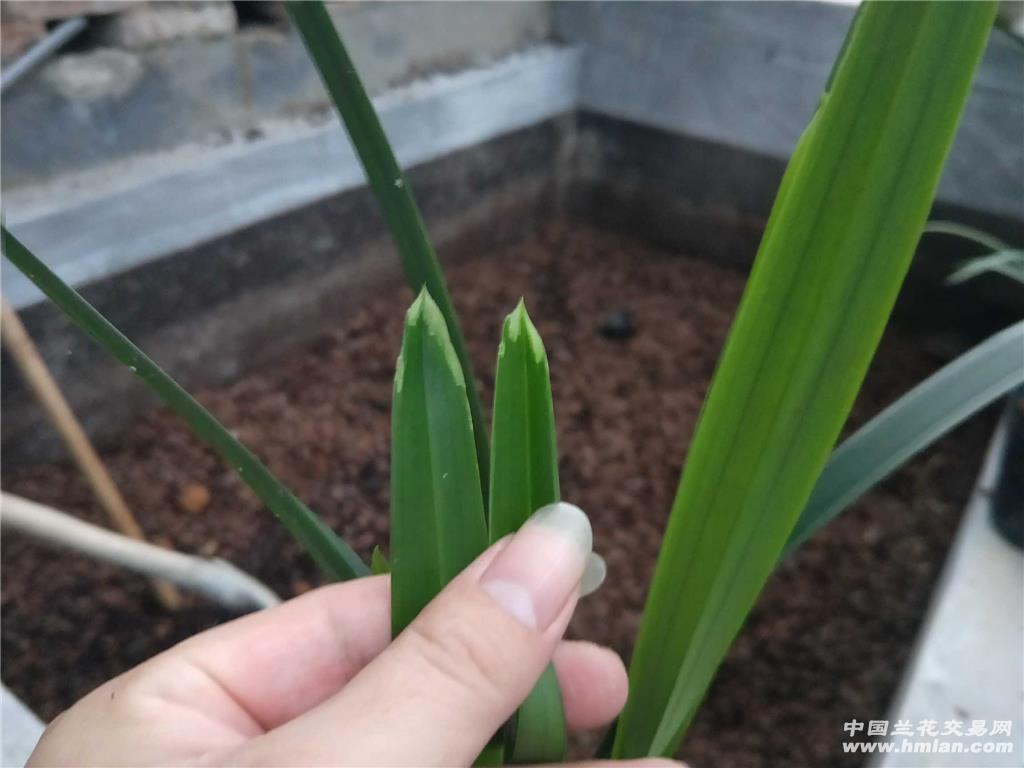 兰花叶片水晶
