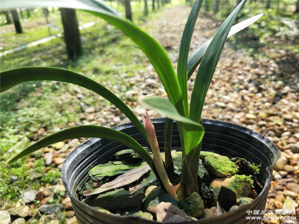 带花 建兰 禅月达摩2苗1花,苗壮健康 - 中国兰花交易网