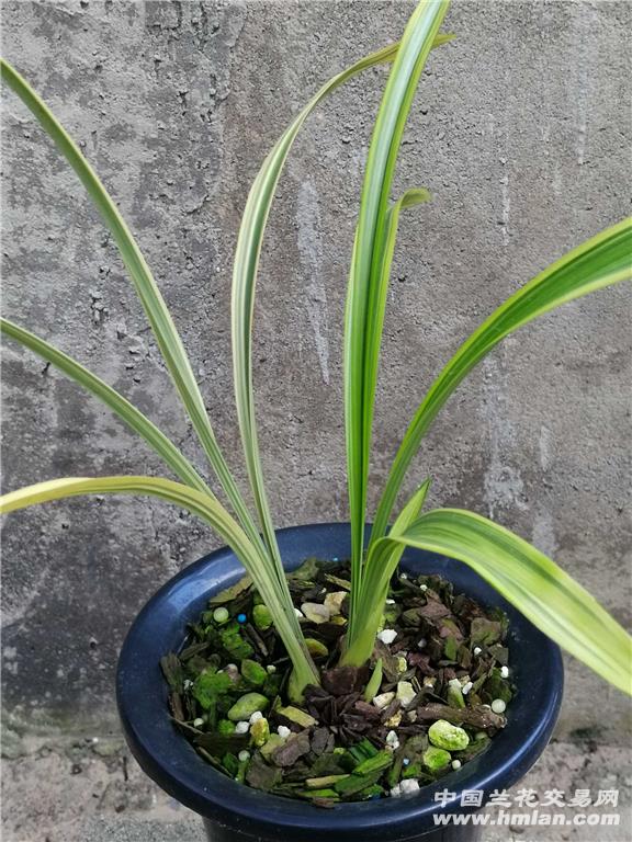 卧龙素 2苗1花苞