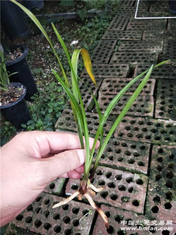 四季兰精品色花,至尊红颜,3苗! - 中国兰花交易网