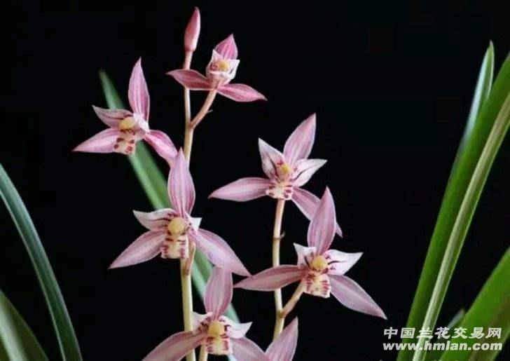 大盆建兰红娘含苞待放