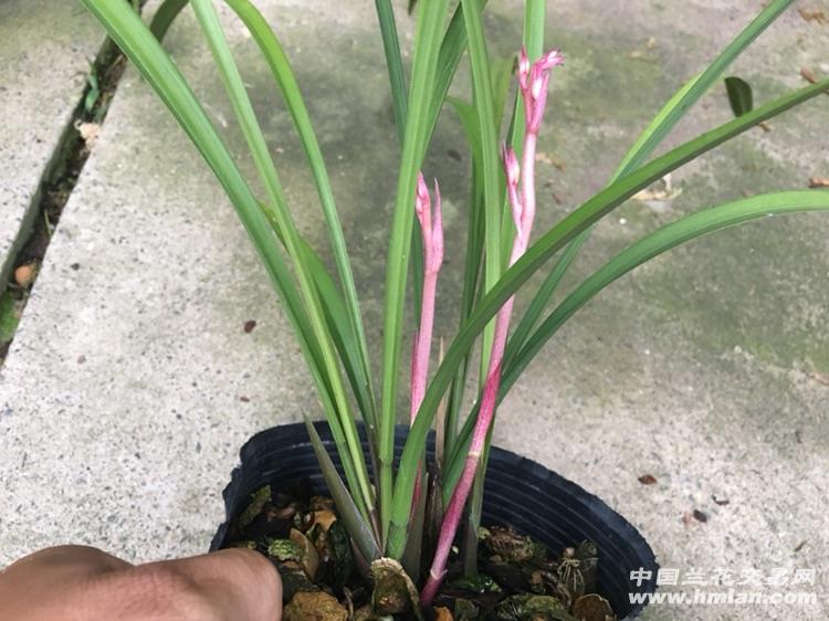建兰红花红娘带2花中通包邮