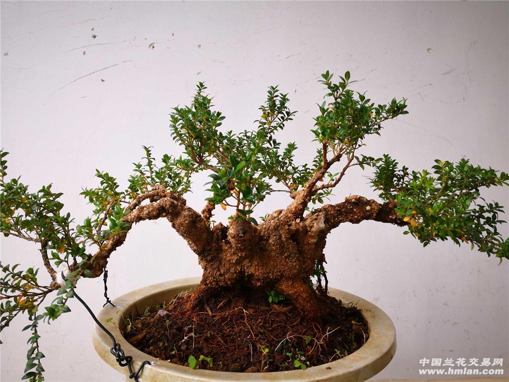 珍珠黄杨熟桩