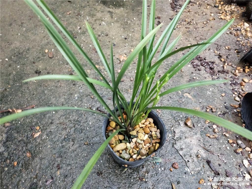建兰 铁骨素梅带两花