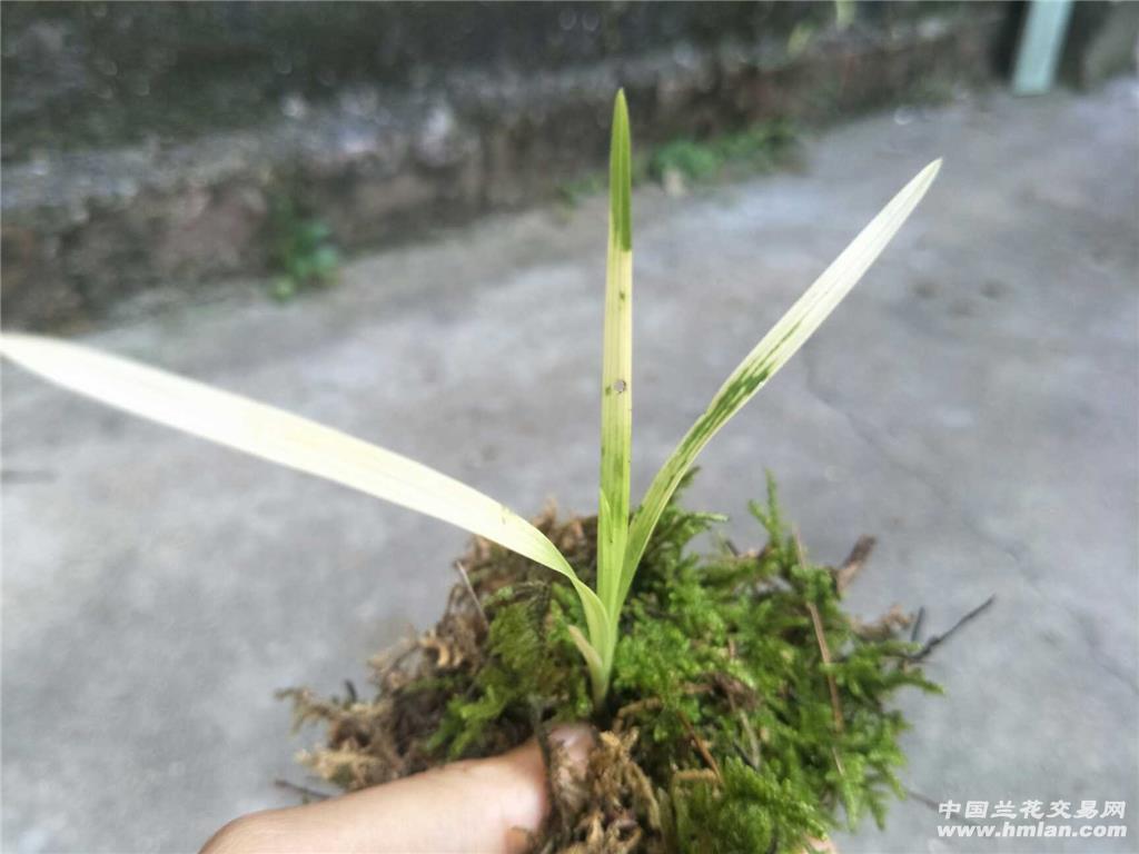 下山春兰虎斑